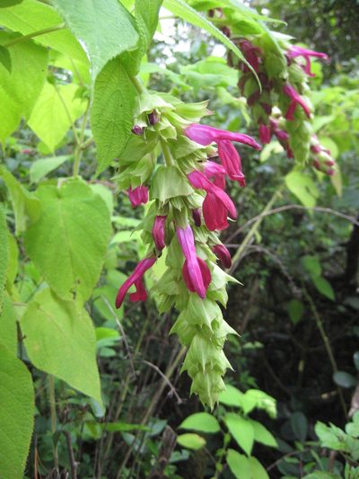 Salvia gravida, photographed by Arturo Castro Castro
