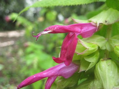 Salvia gravida, photographed by Arturo Castro Castro