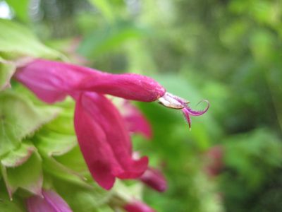 Salvia gravida, photographed by Arturo Castro Castro