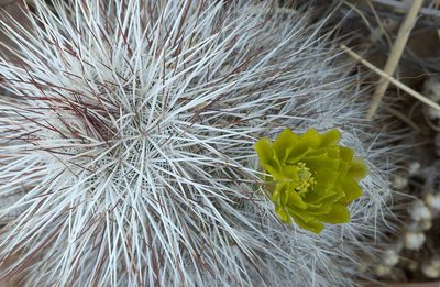 Echinocereus canus, photographed by Ad Konings