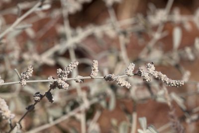 Aerva javanica, photographed by Kym Nicolson