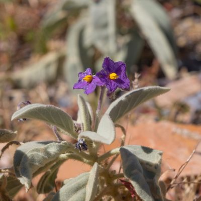 Solanum quadriloculatum, photographed by Kym Nicolson