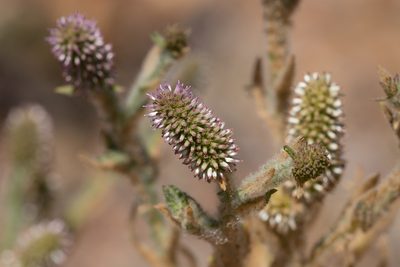 Pterocaulon serrulatum, photographed by Kym Nicolson