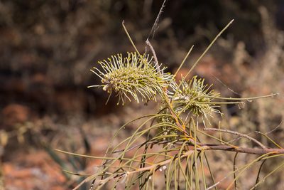 Hakea chordophylla, photographed by Kym Nicolson
