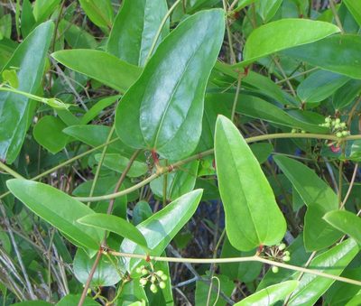 Smilax walteri, photographed by Ken Kneidel