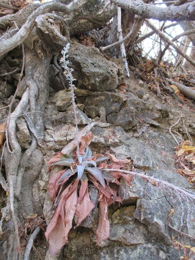 Thompsonella platyphylla, photographed by Alexis López Hernández