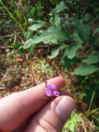 Desmodium lineatum, photographed by Will McFarland