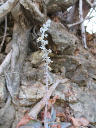Thompsonella platyphylla, photographed by Alexis López Hernández