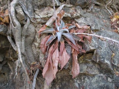 Thompsonella platyphylla, photographed by Alexis López Hernández
