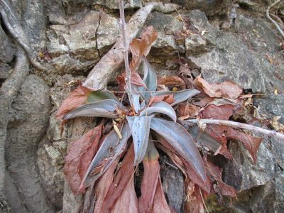 Thompsonella platyphylla, photographed by Alexis López Hernández