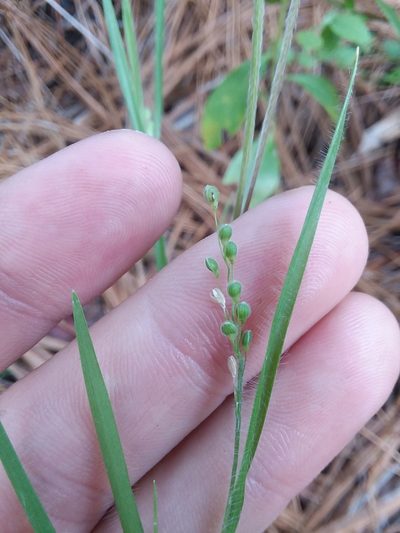 Dichanthelium consanguineum, photographed by Will McFarland