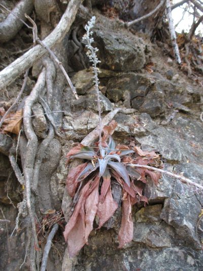 Thompsonella platyphylla, photographed by Alexis López Hernández