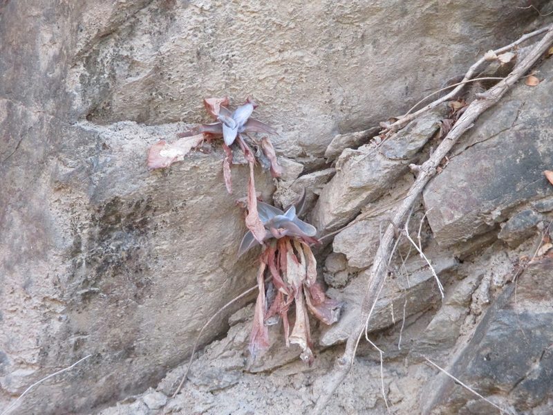 Thompsonella platyphylla, photographed by Alexis López Hernández