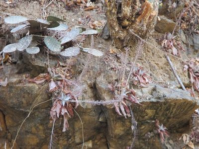 Thompsonella platyphylla, photographed by Alexis López Hernández