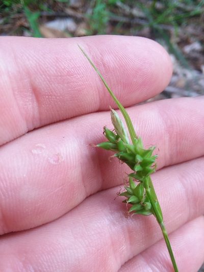 Carex crebriflora, photographed by Will McFarland