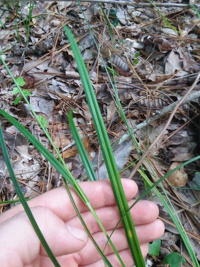 Carex crebriflora, photographed by Will McFarland