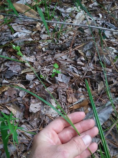 Carex crebriflora, photographed by Will McFarland