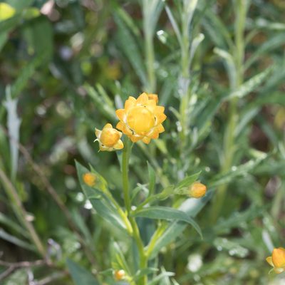 Xerochrysum bracteatum, photographed by Kym Nicolson