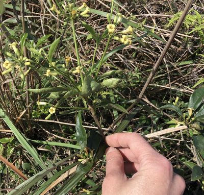 Pittosporum glabratum, photographed by Yj