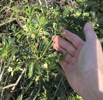 Pittosporum glabratum, photographed by Yj