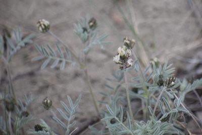 Astragalus australis, photographed by Syd Cannings