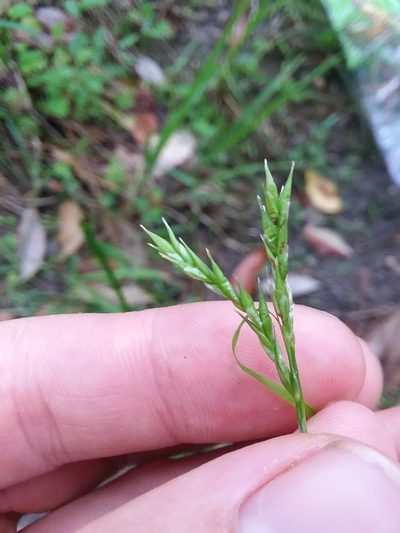 Carex venusta, photographed by Will McFarland