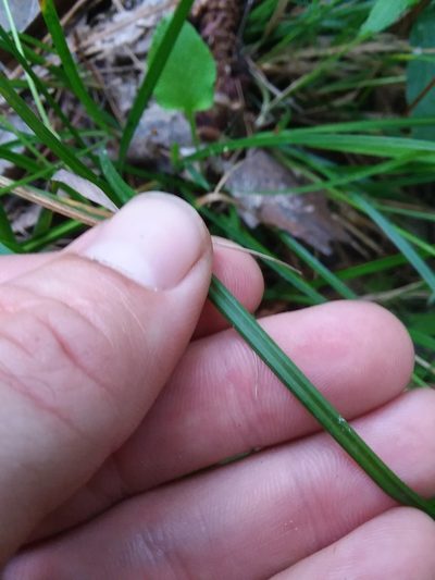 Carex venusta, photographed by Will McFarland