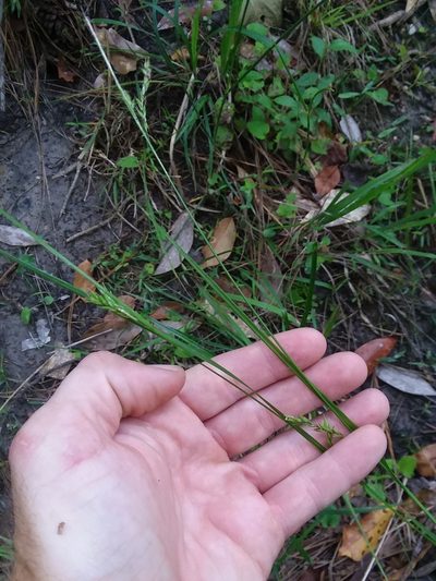 Carex venusta, photographed by Will McFarland