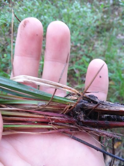Carex venusta, photographed by Will McFarland