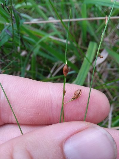 Rhynchospora oligantha, photographed by Will McFarland