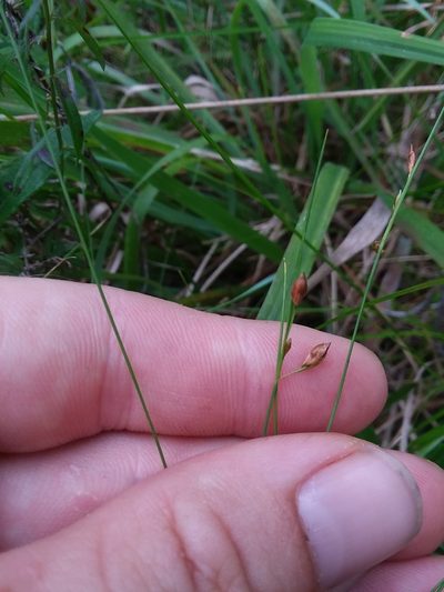 Rhynchospora oligantha, photographed by Will McFarland