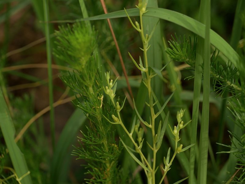 Thesium chinense, photographed by Jacy Chen