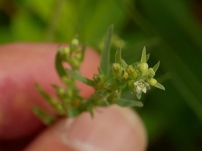 Thesium chinense, photographed by Jacy Chen