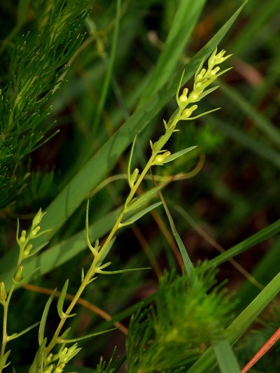 Thesium chinense, photographed by Jacy Chen