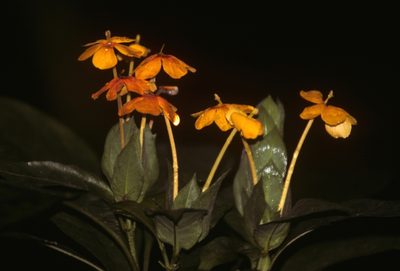 Lysimachia collina, photographed by desertnaturalist
