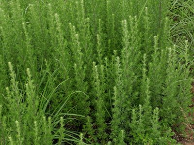 Artemisia lancea, photographed by Jacy Chen