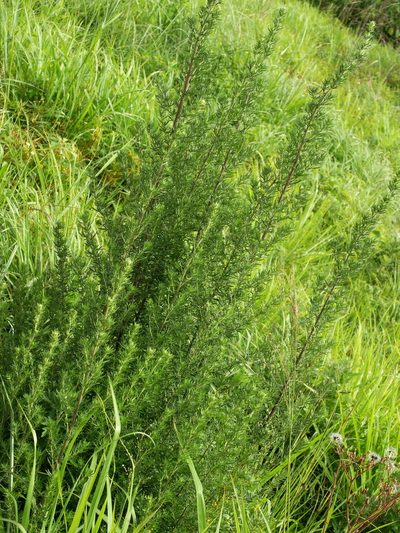 Artemisia lancea, photographed by Jacy Chen