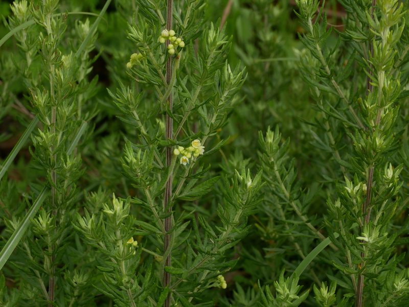 Artemisia lancea, photographed by Jacy Chen