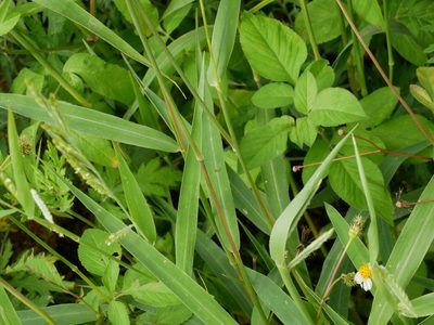 Eriochloa villosa, photographed by Jacy Chen