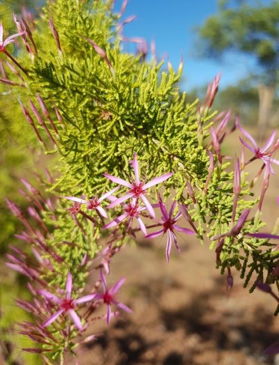 Calytrix exstipulata, photographed by Ben Lewis