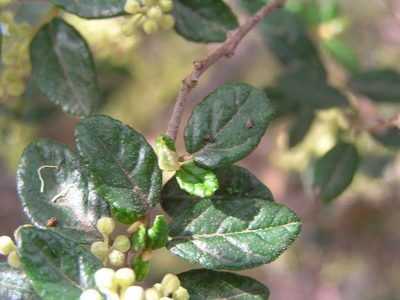 Pomaderris racemosa, photographed by guymer