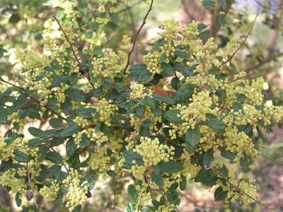Pomaderris racemosa, photographed by guymer