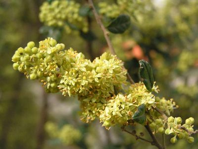 Pomaderris racemosa, photographed by guymer
