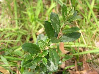 Olearia myrsinoides, photographed by guymer