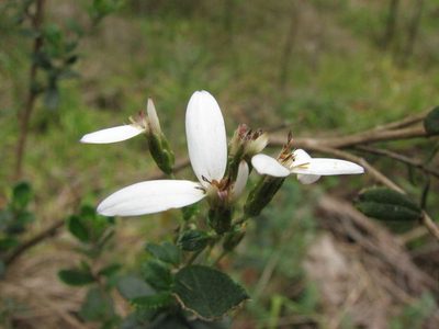 Olearia myrsinoides, photographed by guymer