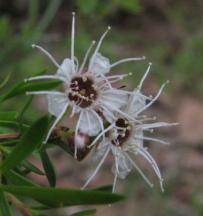 Kunzea leptospermoides, photographed by guymer