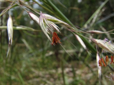 Rytidosperma tenuius, photographed by guymer