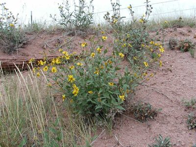 Helianthus pumilus, photographed by Tom Gulya
