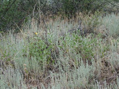 Helianthus pumilus, photographed by Tom Gulya