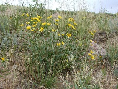 Helianthus pumilus, photographed by Tom Gulya